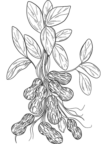 Peanut Plant Coloring Page